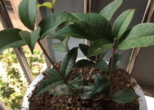 四季桂是乔木还是灌木植物