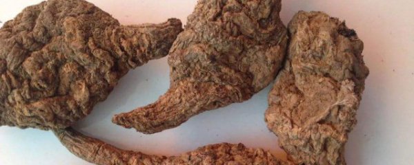 地黄忌口什么食物
