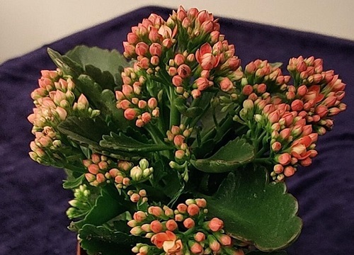 长寿花好养活吗