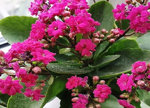 长寿花好养活吗