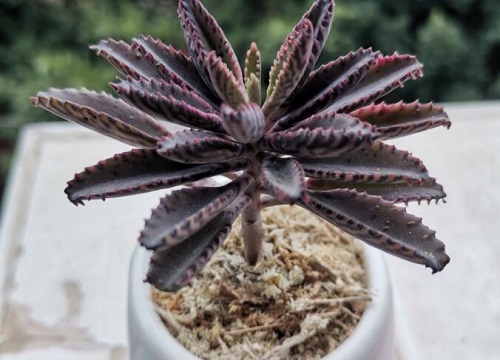繁殖能力特别强的两类花卉植物