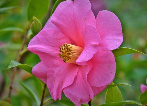 山茶花可以浇醋吗