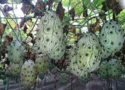 角瓜冷冻保存 角瓜可以冷冻保存吗