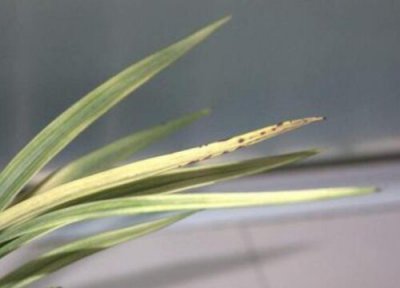 兰花黑尖简介 兰花黑尖和焦尖的区别