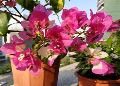 三角梅冬季花期怎样养护 三角梅春季要做好哪些开花养护准备