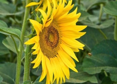 有什么花的花语是温暖 花语代表温暖的花
