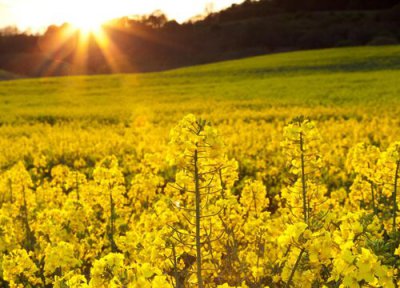 油菜花花语和寓意 油菜花的花语是什么
