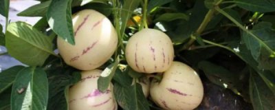 人参果白的和黄的 人参果白的好还是黄色的好