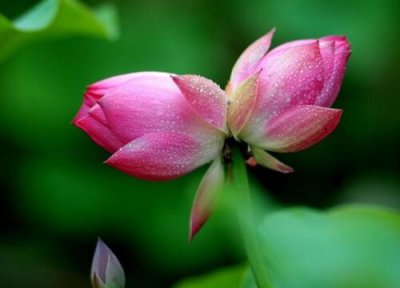 代表爱情专一的花 寓意爱情专一的花语