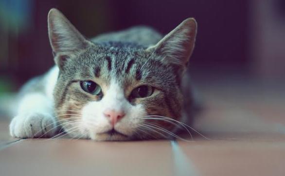 猫和人的缘分是注定的吗