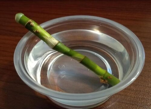 自制生根水的配方