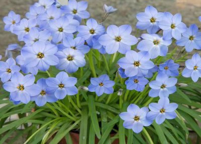 代表励志的花 寓意励志的花