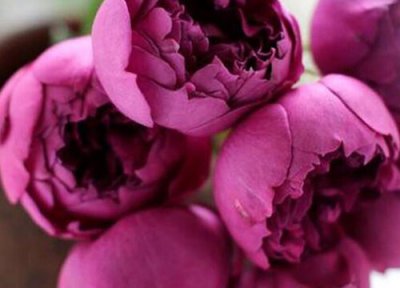 秋日胭脂是藤本还是灌木 秋日胭脂属于藤本还是灌木