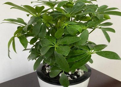 鸭掌木气生根需要剪掉吗 鸭掌木枝上有了气根剪下来能栽活吗