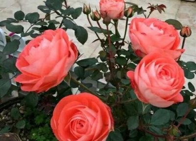 诺娃月季是藤本还是灌木 诺娃月季属于藤本还是灌木