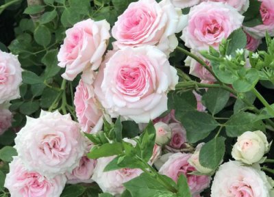 小伊甸园是藤本还是灌木 小伊甸园属于藤本还是灌木