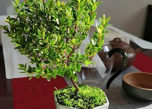 赤楠叶子一碰就掉