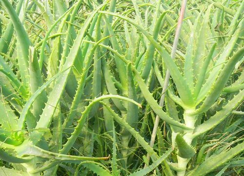 龙爪喜阴还是喜阳光的植物