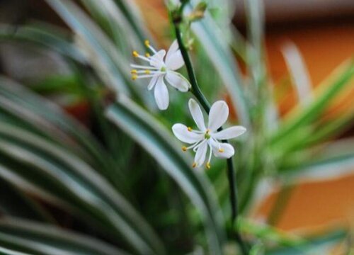 属牛养什么植物旺财运