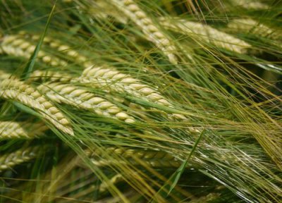 麦子产地与产量 麦子什么时候收割