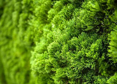 柏树风水作用 柏树的风水禁忌