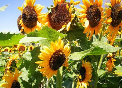 代表乐观的花 什么花表示乐观、阳光