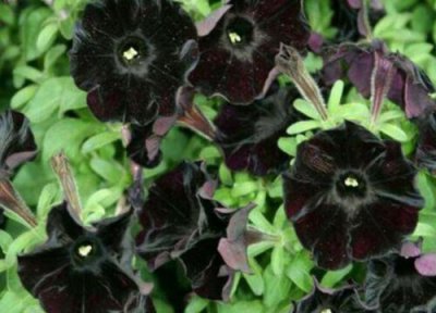 代表病娇的花 病娇喜欢什么花