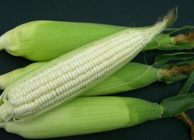 糯玉米种植时间 糯玉米种植时间和方法
