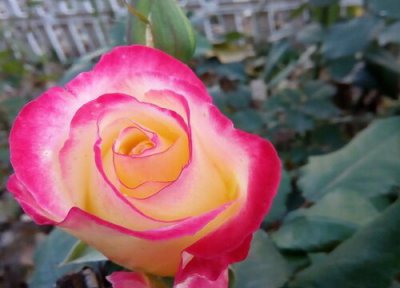 粉扇月季是藤本还是灌木 粉扇月季属于藤本还是灌木