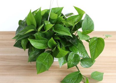 绿萝徒长了怎么办 绿萝徒长是什么样子