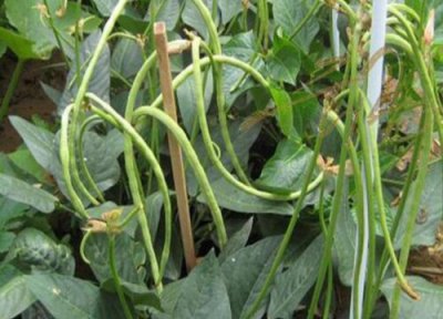 豆角几月份种植 豆角适合几月份种植