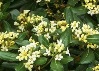 冬青属于乔木还是灌木 冬青是乔木还是灌木植物