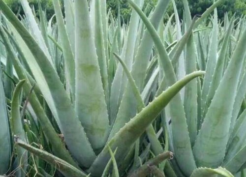 芦荟如何养护生长旺盛