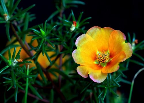 午时花的花语和寓意