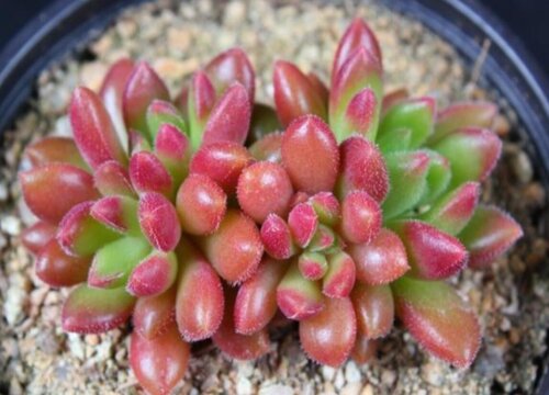 给多肉配制花盆需要注意些什么