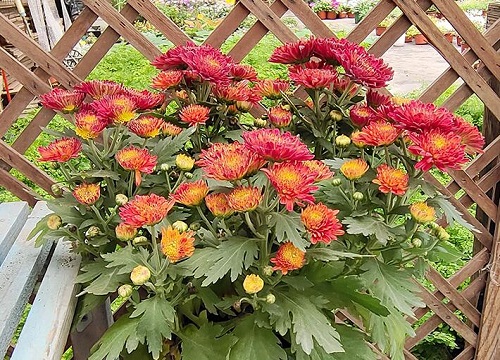 大滨菊的花语和寓意