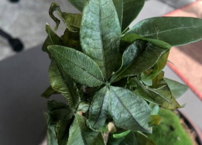 适合客厅养的植物 适合客厅养的植物特耐阴的