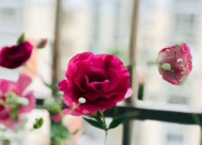 洋桔梗风水作用 洋桔梗的风水禁忌