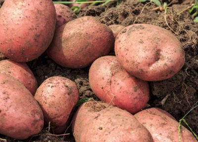 土豆种植时间 土豆种植时间和方法