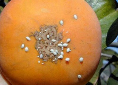 园林蚧壳虫防治方法 花卉养护中蚧壳虫的处理方法