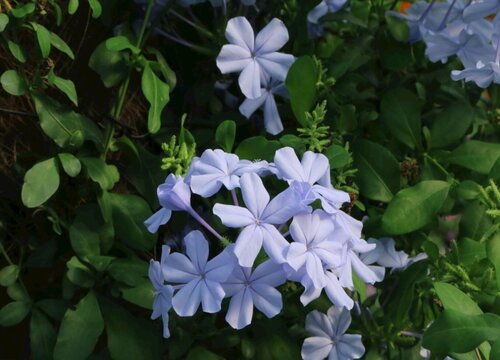 有什么花的花语是陌生