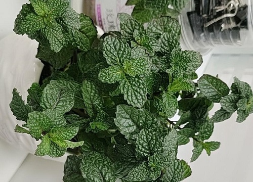 薄荷怎么浇水