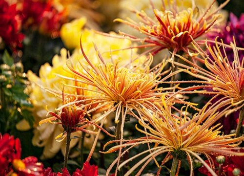 菊花一年开几次花