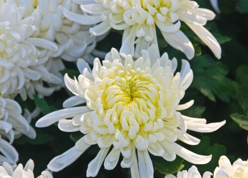 菊花一年开几次花