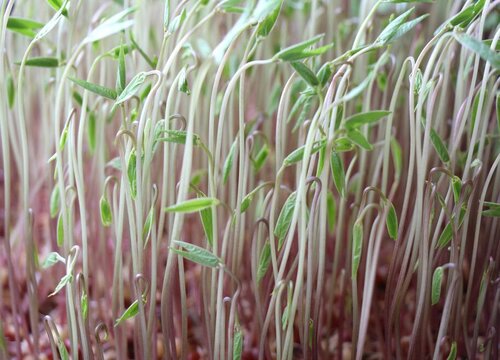 红豆种植时间和方法