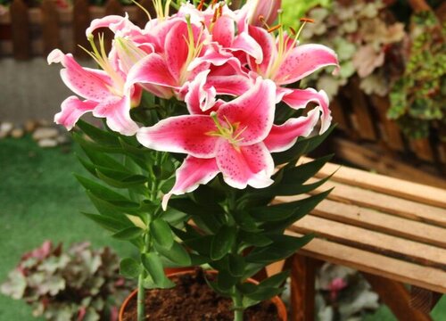 代表姐妹情深的花