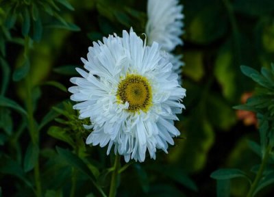 代表诚信的花 代表诚信的花有哪些