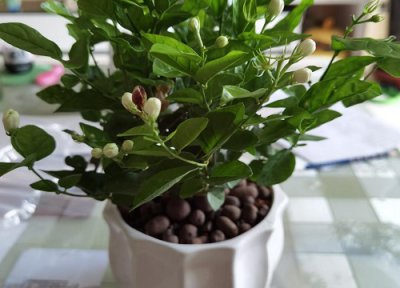 茉莉花到家之后怎么处理 新买的茉莉花快挂了怎么拯救