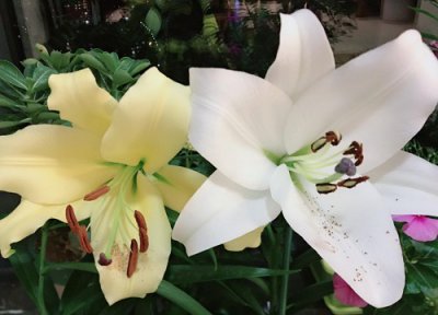 代表姐妹情深的花 什么花代表姐妹情谊