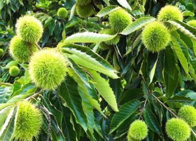 板栗苗种植条件 板栗苗的种植方法及时间